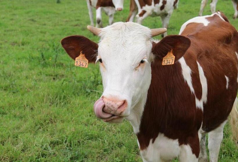 ２ベッドルームハウス, Domaine Du Moulin De Jeanne