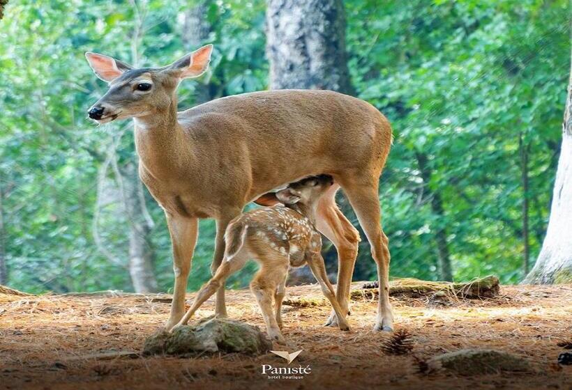 اتاق سوپریور خانوادگی, Boutique Y Restaurante Panisté