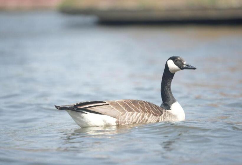 חדר סטנדרט, Restaurant Brasserie Feestzaal Ahoi, Kortrijk
