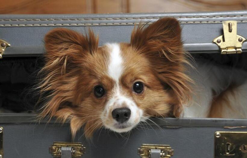 스탠다드 룸 킹사이즈 침대, Ei8ht Brighton Guest Accommodation