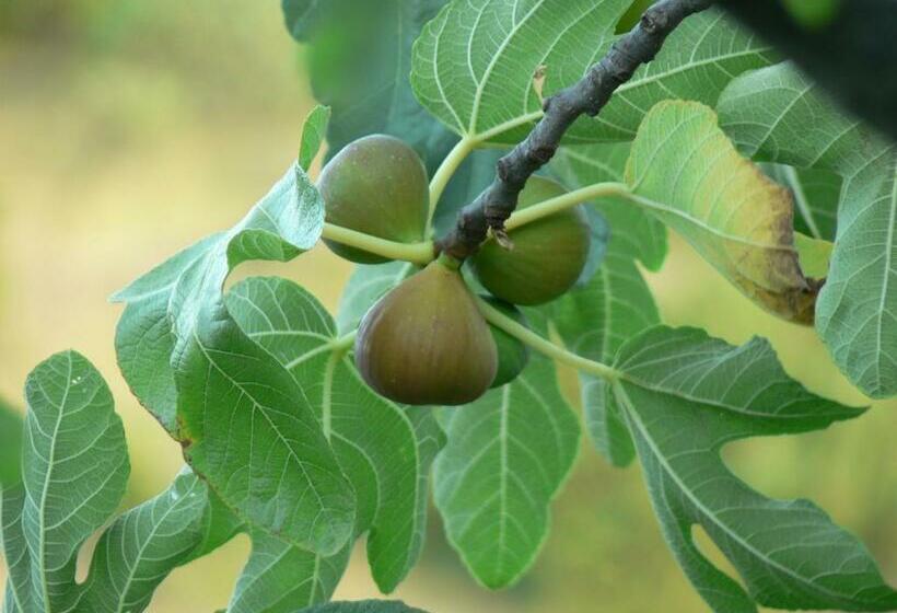 带观景的标准间, Le Relais De Vazeille