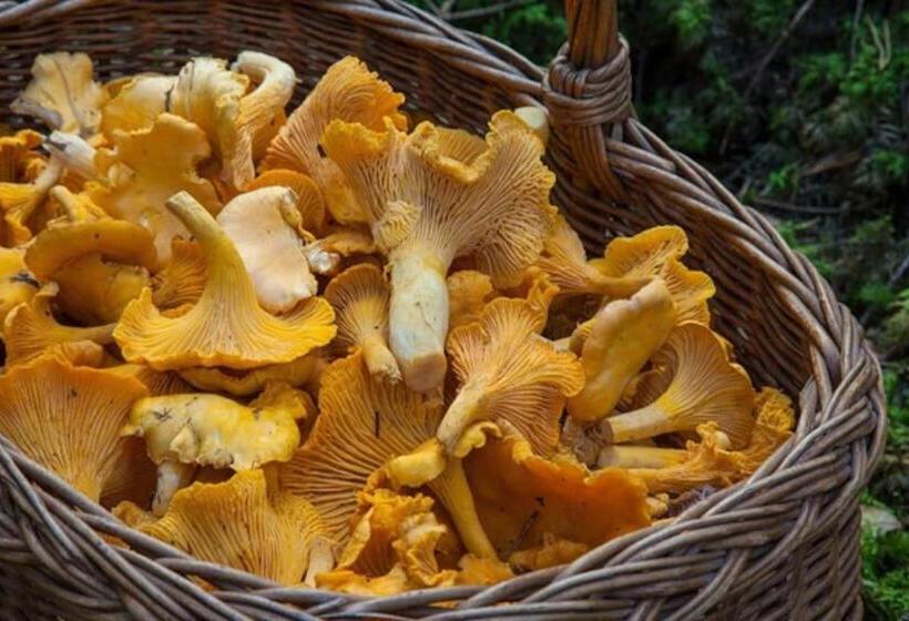 침실 2개 주택, Le Haut Repaire