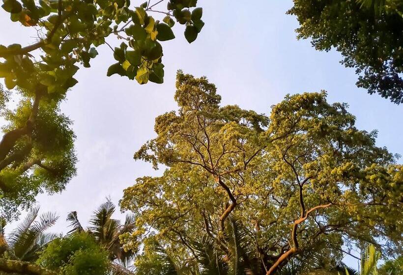 가든 전망 주니어 스위트, Cocoloco Beach Resort