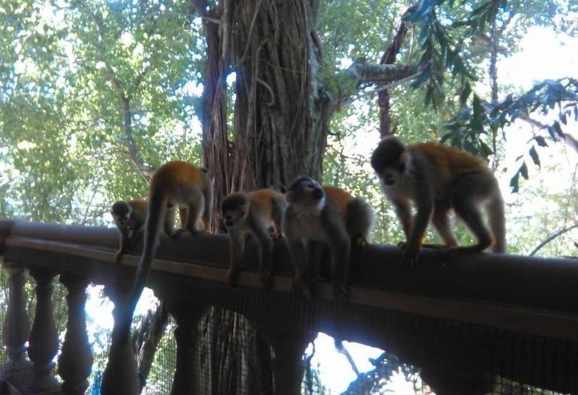 스위트, Jungle Beach Hotel Manuel Antonio