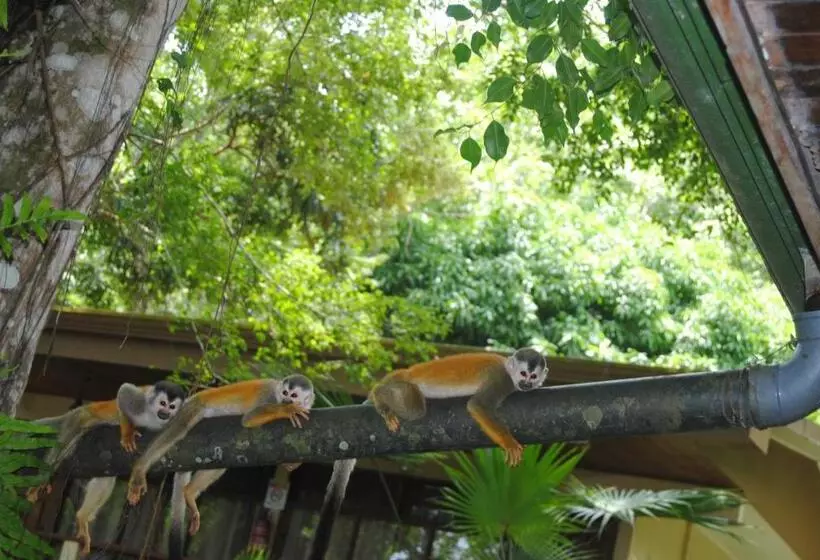 キングサイズベッドのスタンダードルーム, Jungle Beach Hotel Manuel Antonio