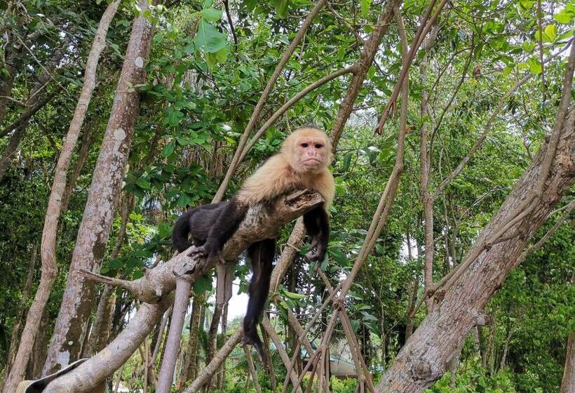 ویلای 1 خوابه, Jungle Beach Hotel Manuel Antonio