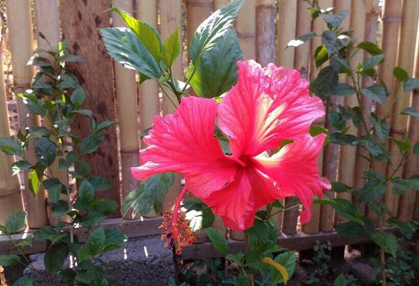 חדר דלוקס נוף לגינה, Mango Tree Inn