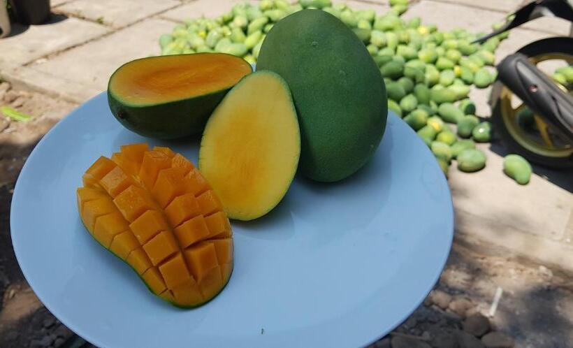 חדר דלוקס עם נוף להרים, Mango Tree Inn