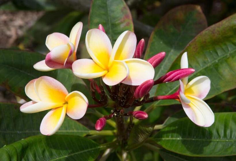 Люкс Deluxe Вид на Море, Banyan Tree Sanctuary