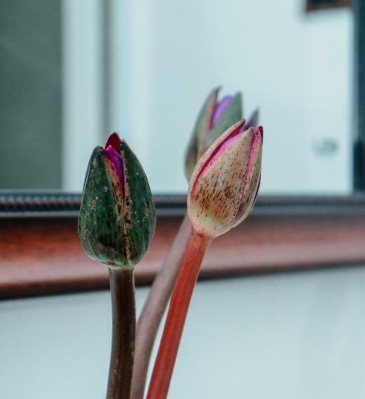 ویلای 2 خوابه, Kingsman Villa