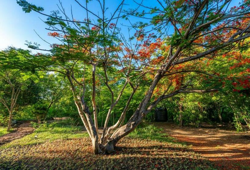 Cameră Standard, Tombo House