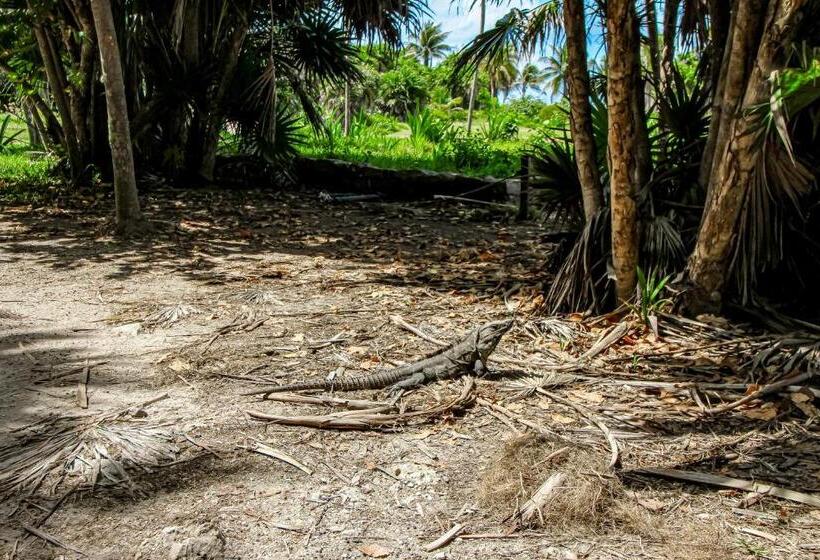 استودیوی استاندارد, Amelia 104 Studio