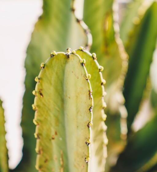 غرفة ديلوكس, Surf&sound