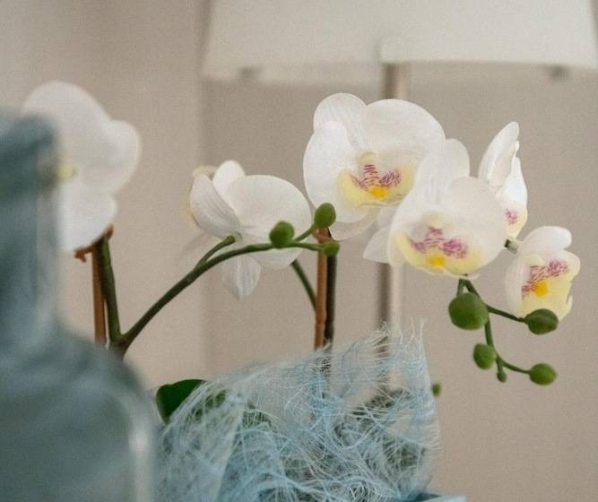 חדר סטנדרט, Eliseo Riccione