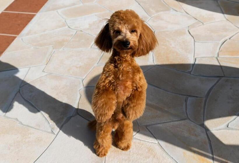 דירת חדר בסיסית, Little Santa