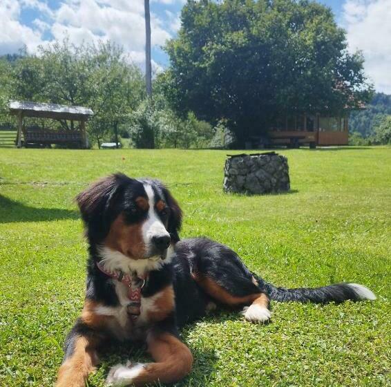 خانه 3 خوابه, Bee House Maya