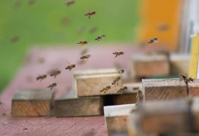 خانه 3 خوابه, Bee House Maya