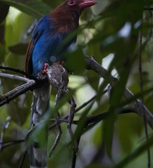 デラックスルーム, Sinharaja Forest Edge