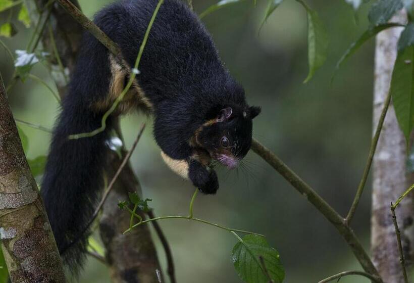 スタンダードトリプルルーム, Sinharaja Forest Edge
