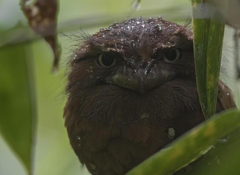スタンダードルーム, Sinharaja Forest Edge
