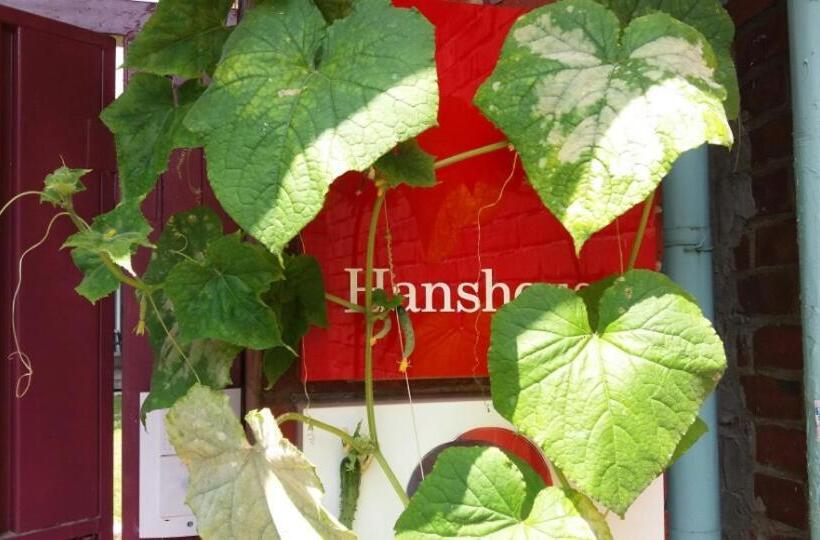 Номер Стандарт Индивидуальный, Hans House