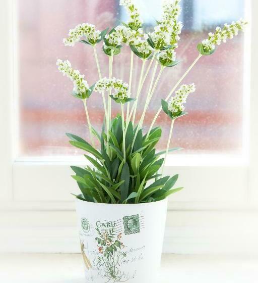 スタンダードルーム, Emma