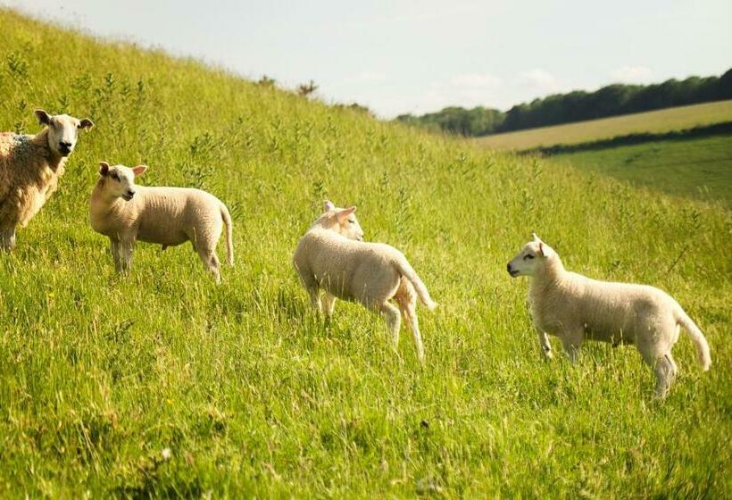 Семейный Номер Superior, Carfraemill