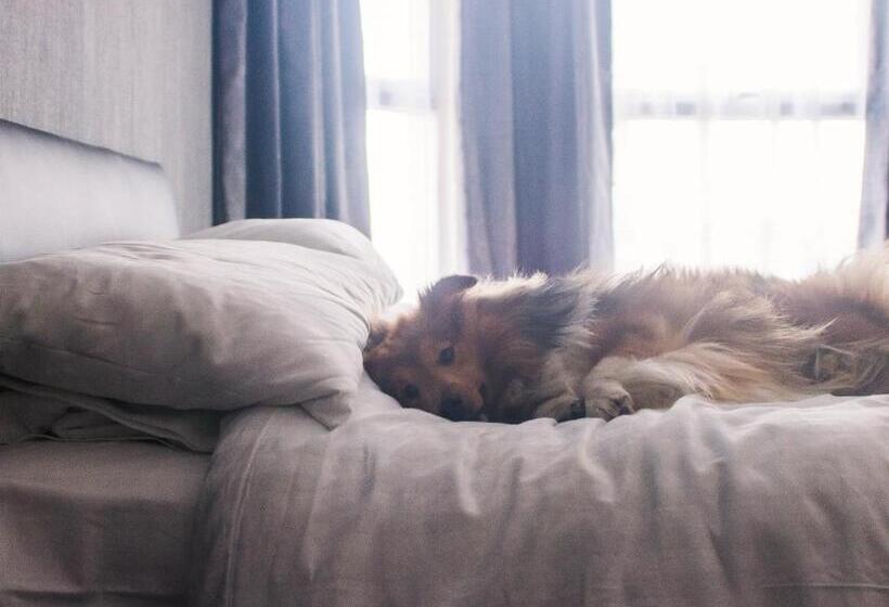 חדר משפתחתי סופריור, Wellesley Park