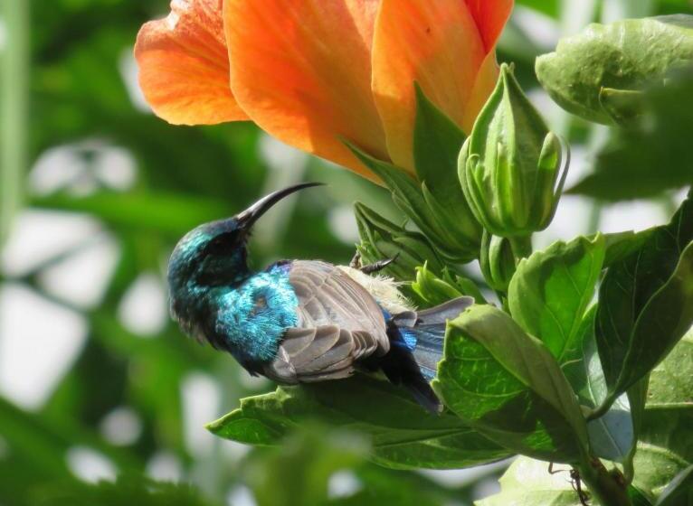 标准间, Bali At Scenic Haven Lodge In Hartbeespoort