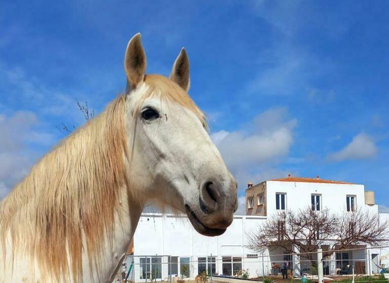 디럭스 룸, Finca Caballito De Mar
