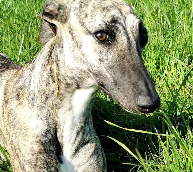 스탠다드 룸 가든 전망, Sol De La Dime