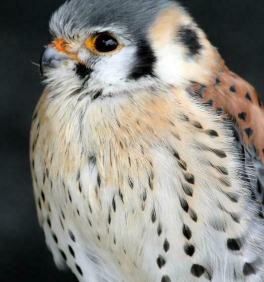 스탠다드 룸 공동 욕실, Gasthof Holländer Eck