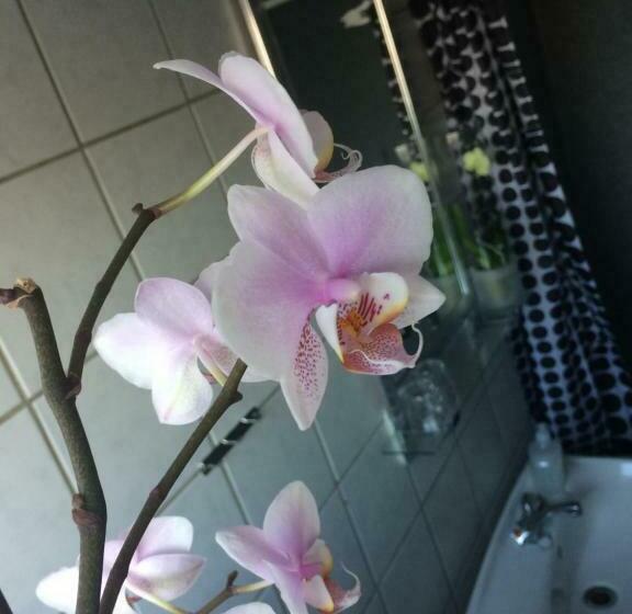 غرفة قياسية, Ribe