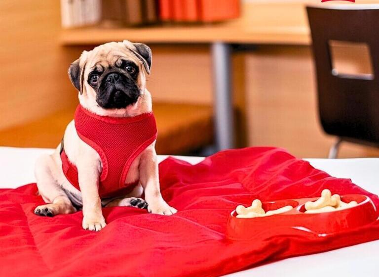 Standaard Driepersoonskamer, Ibis Santos Gonzaga Praia