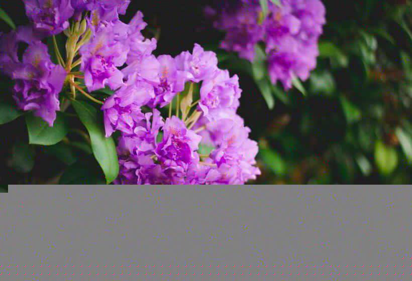 اتاق خانوادگی, Alpenhorn Motel