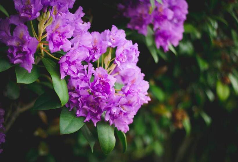 استودیوی استاندارد, Alpenhorn Motel