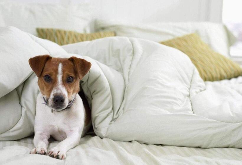 Standaard Driepersoonskamer, Ibis Budget Saint Paul Les Dax