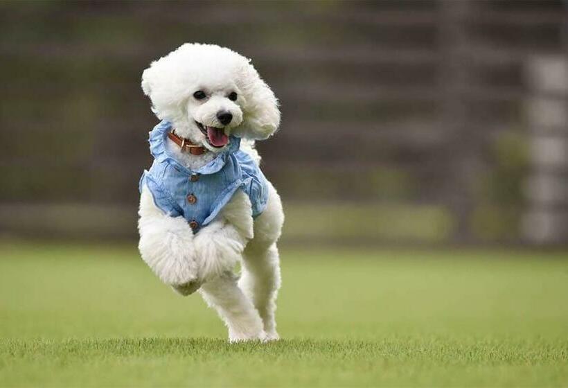 Familienzimmer, Bergblick, グランピングヴィレッジ富士河口湖