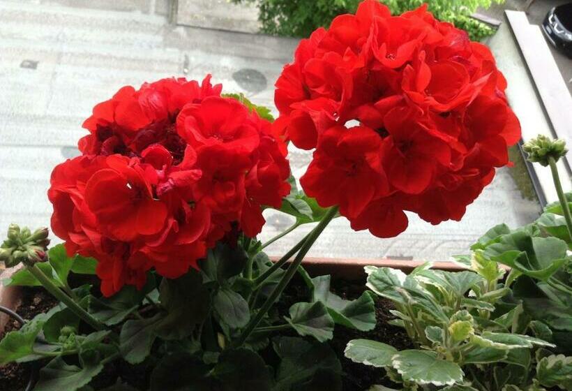 اتاق استاندارد یک نفره, Figl S