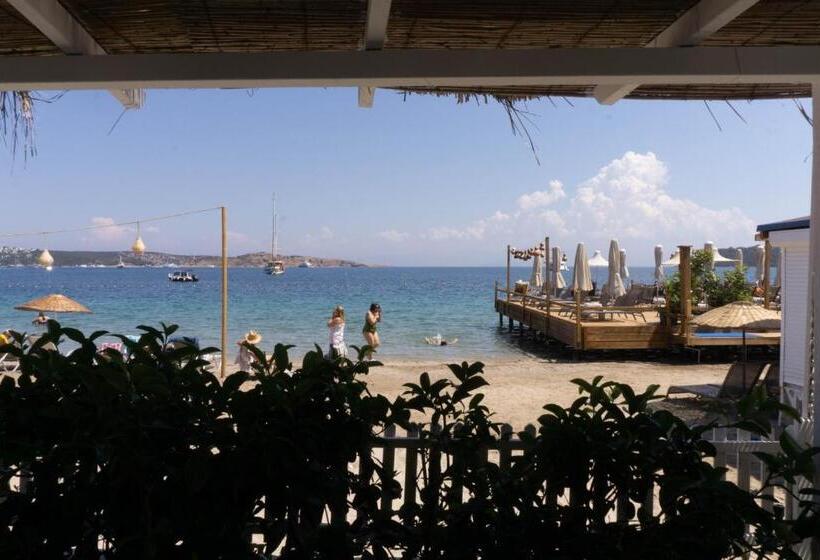 コンフォートルーム, Daphnis