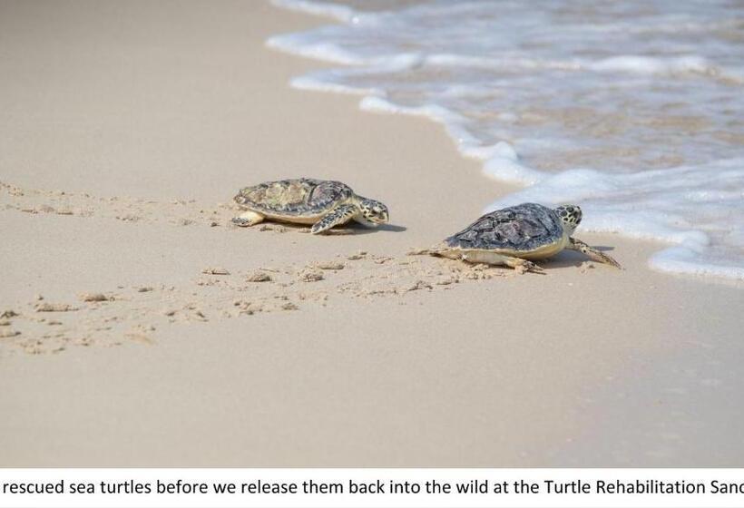 豪华海景房, Jumeirah Al Naseem Dubai