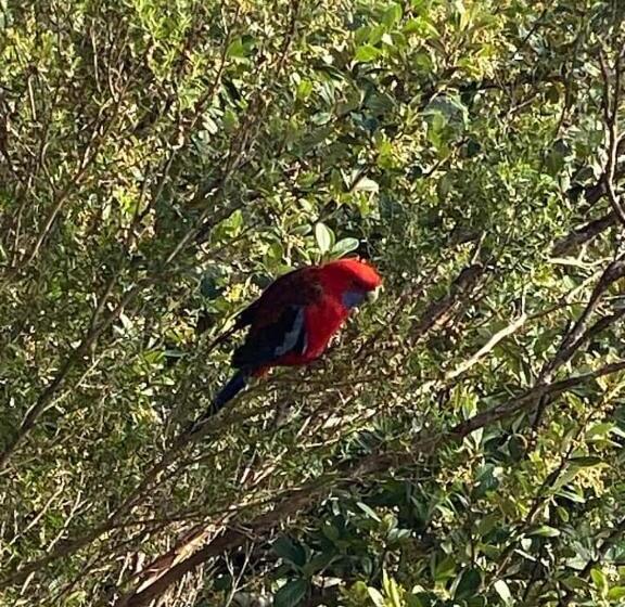 スタンダードルーム, Rosella S On Springbrook