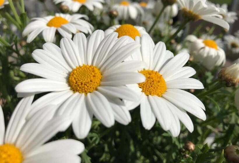 Apartamento 1 Quarto com Balcão, Pension Glöcklehof