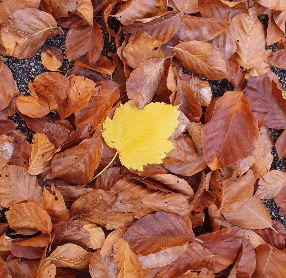 דירת חדר, La Piccola Baita Di Filettino