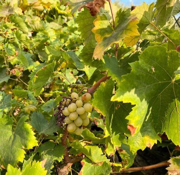 高级大房间, Terre Villa Katia