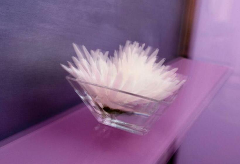 Camera Standard, Viento10