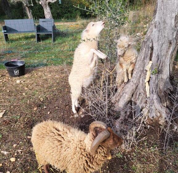 带大床的标准间, Mas Des Rochers Case Bambou