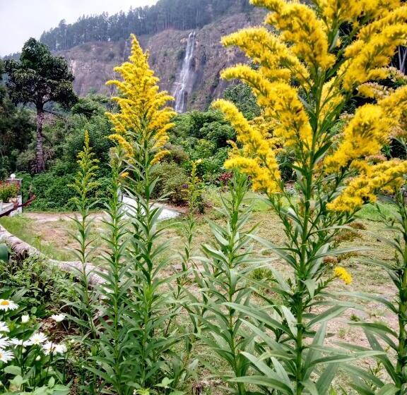 스탠다드 룸, Bambarakanda Holiday Resort