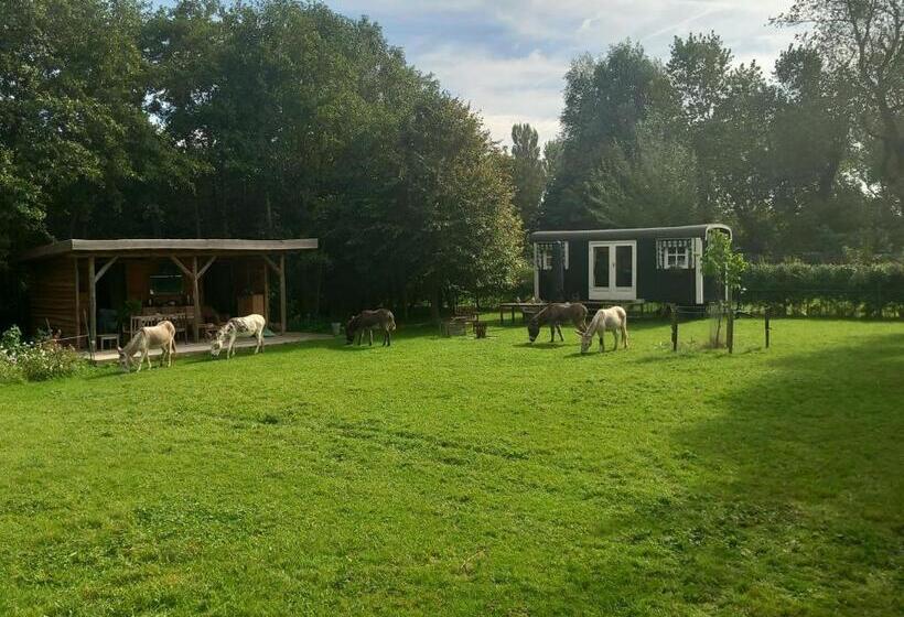 חדר דלוקס, Home Bij Zee