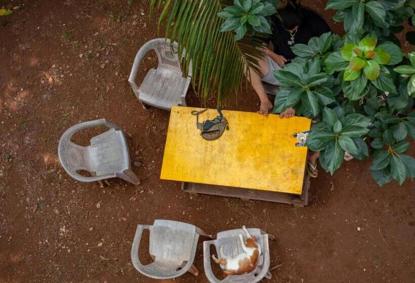 Studio Standard, Firefly Querim